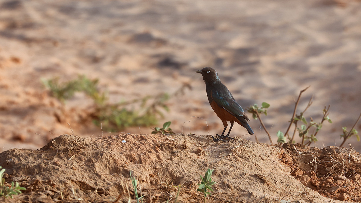 Chestnut-bellied Starling